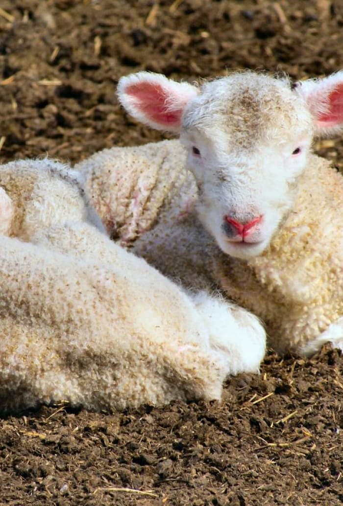 lambs laying on ground