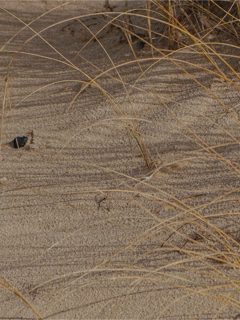 Grasses on a beach