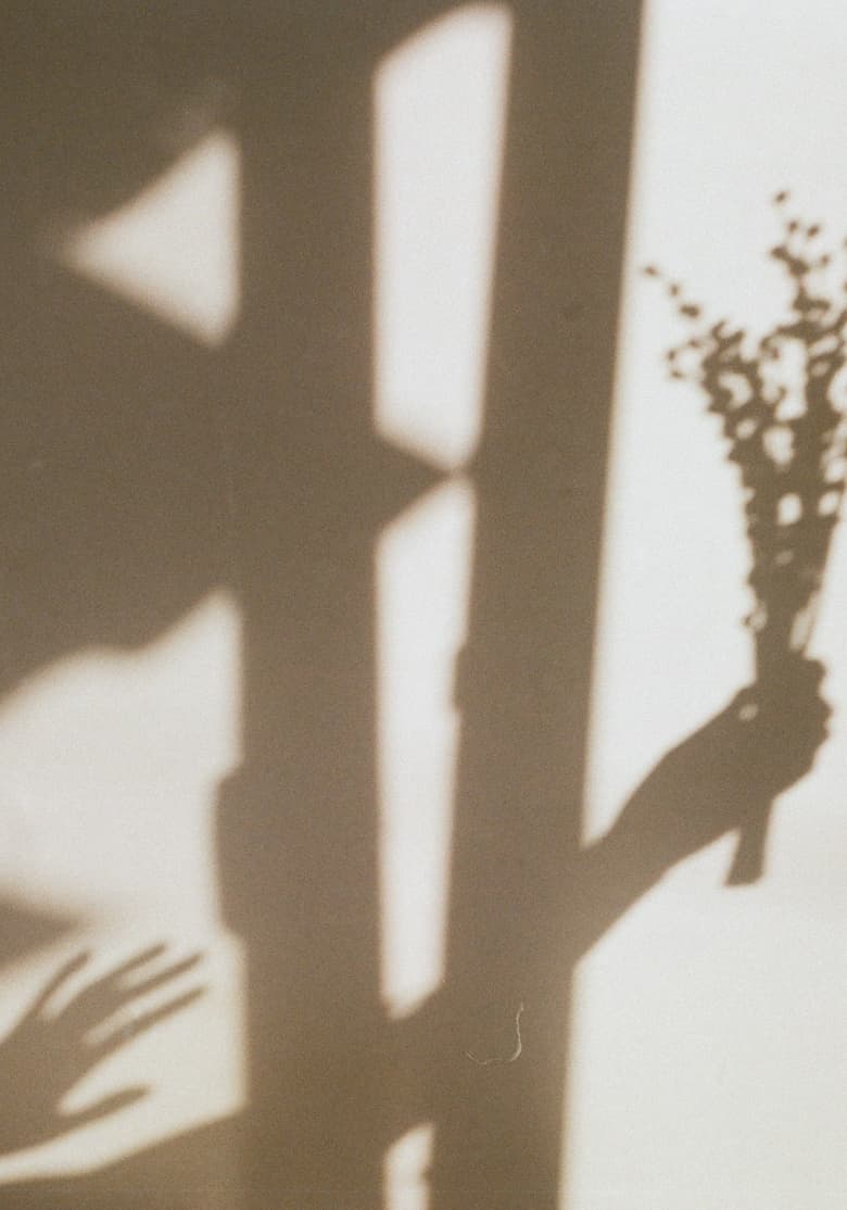 Shadow of a plant on a wall