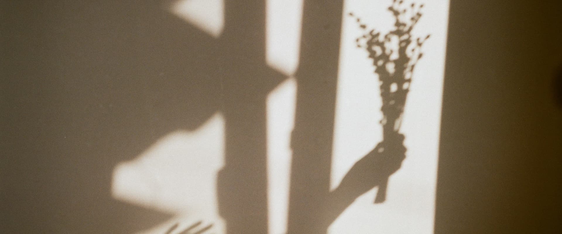 Shadow of a plant on a wall