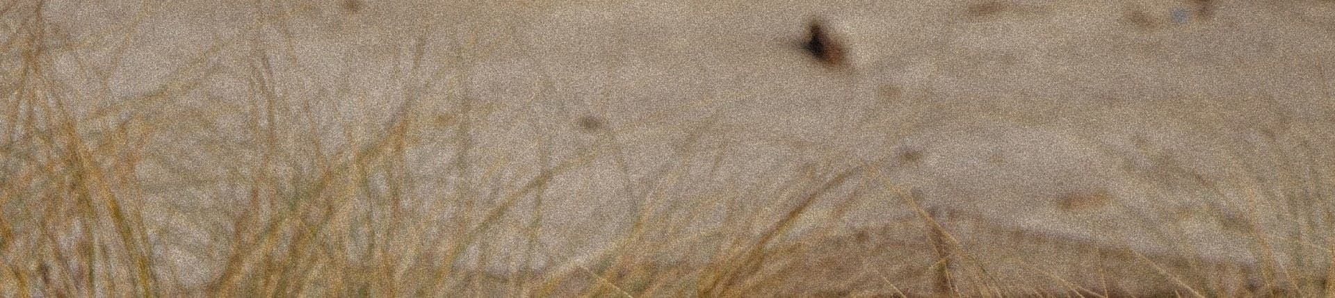 Grasses on a beach